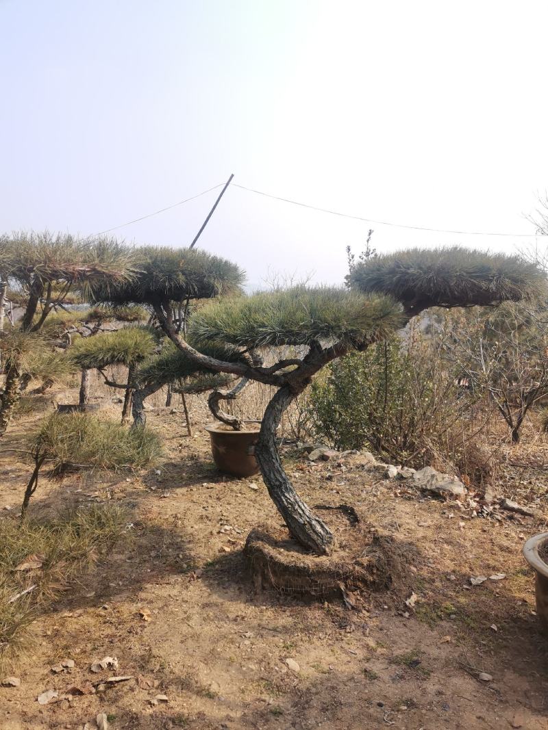 造型景观松，基地量大，质量好，价格低，欢迎来选购
