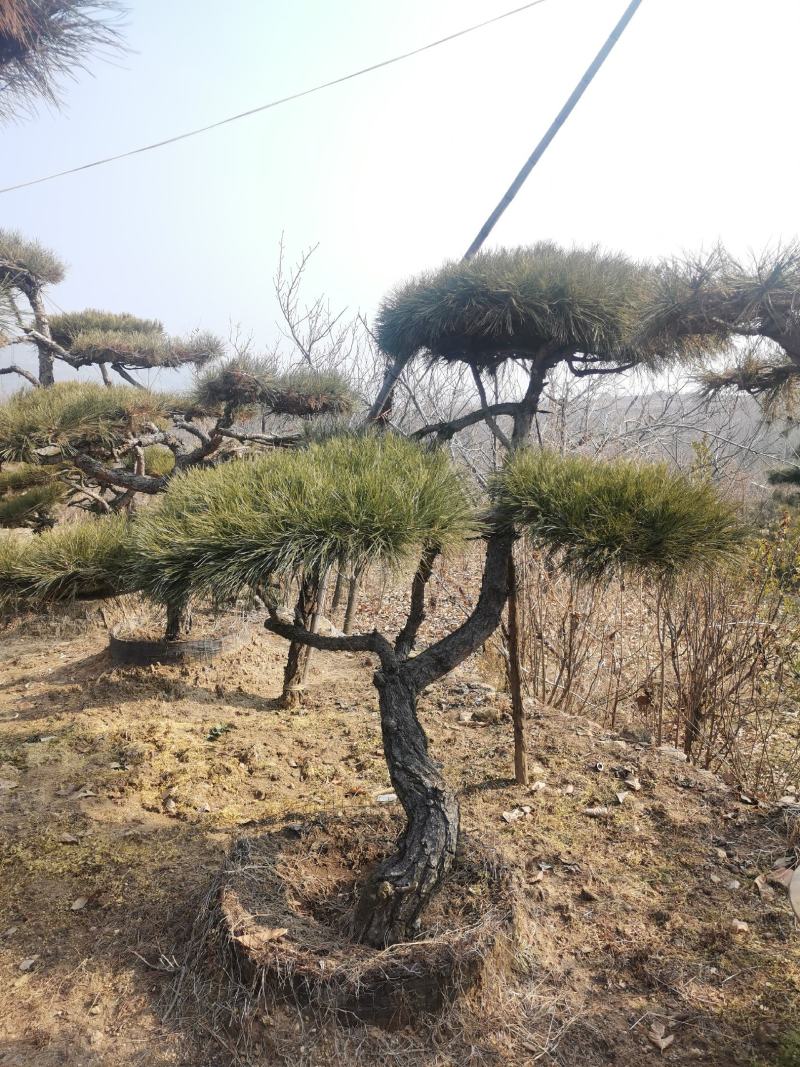 造型景观松，基地量大，质量好，价格低，欢迎来选购