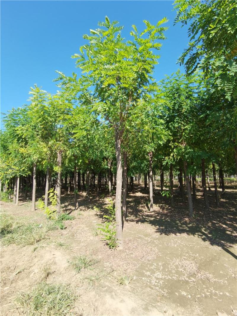河北保定10-11-12公分红花刺槐按需出售质量优良