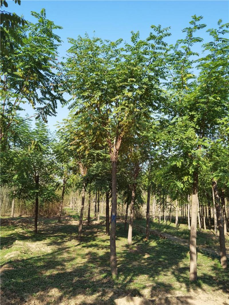 河北保定10-11-12公分红花刺槐按需出售质量优良