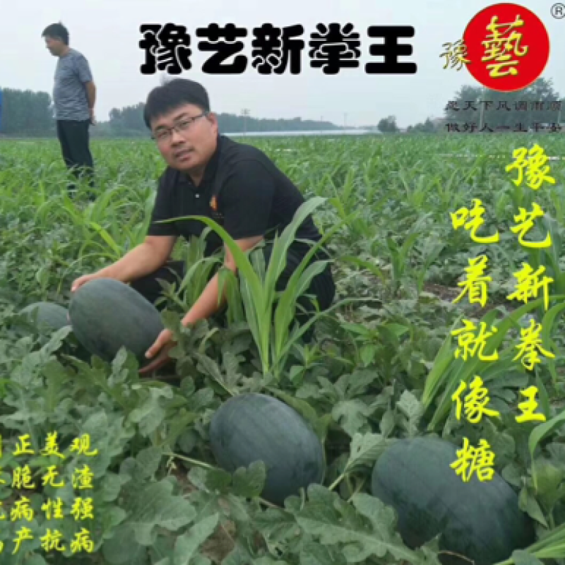 豫艺新拳王西瓜种子大红瓤籽少黑皮西瓜种子