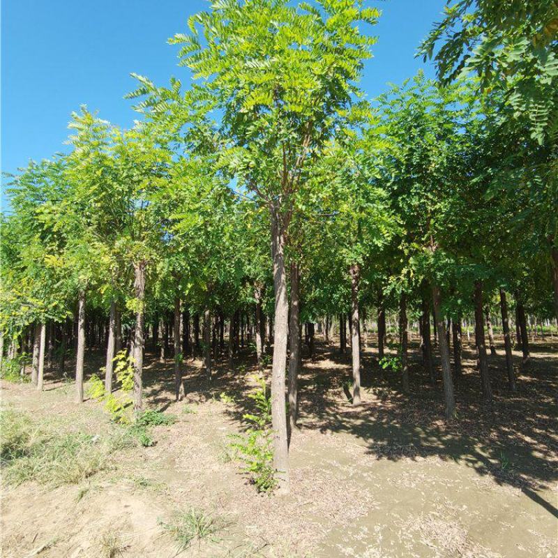 河北保定10-11-12公分红花刺槐按需出售质量优良