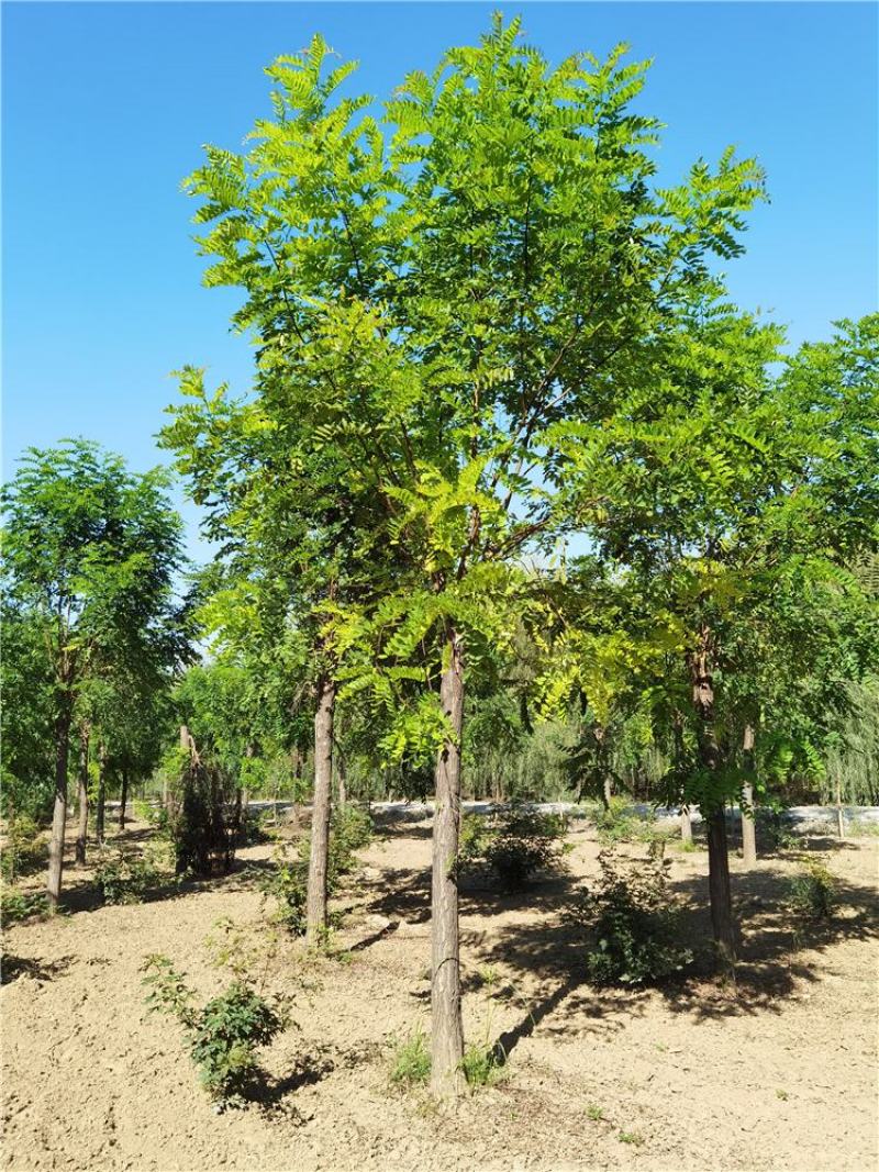 河北保定12-13-14公分红花刺槐质量优造型好