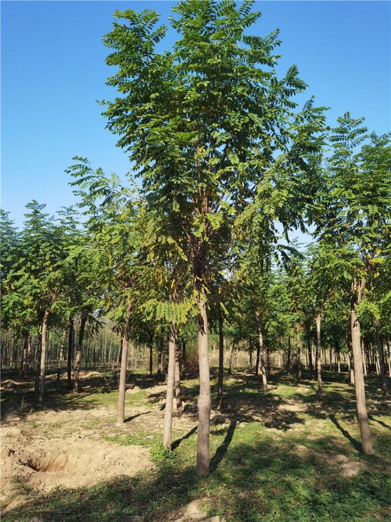 河北保定12-13-14公分红花刺槐质量优造型好