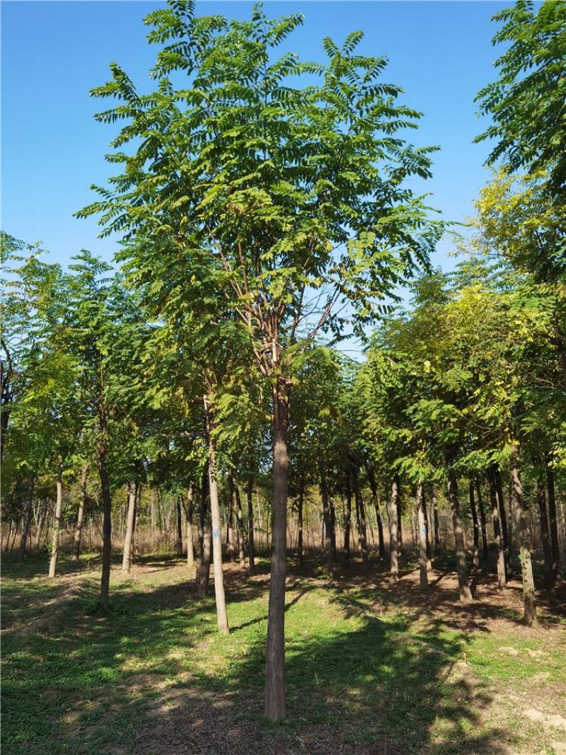 河北保定12-13-14公分红花刺槐质量优造型好