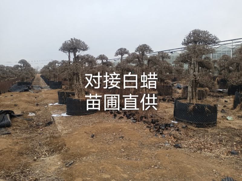 对接白蜡