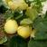黄脆梨甜瓜种子，甜脆多汁，风味独特，抗病能力强