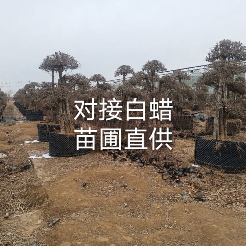 对接白蜡