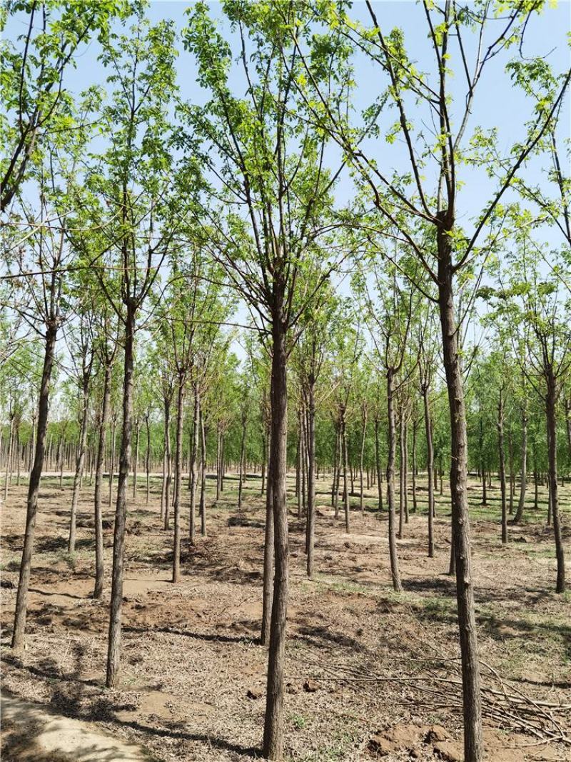 河北刺槐6-7-8公分刺槐/洋槐实地考察价格优惠