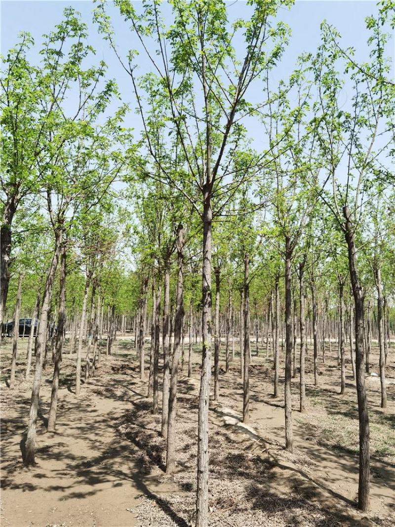 河北刺槐6-7-8公分刺槐/洋槐实地考察价格优惠