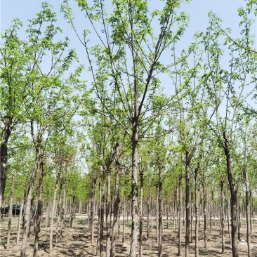 河北刺槐6-7-8公分刺槐/洋槐实地考察价格优惠
