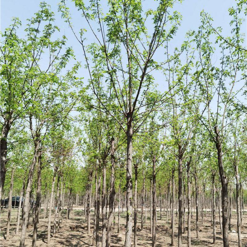 河北刺槐6-7-8公分刺槐/洋槐实地考察价格优惠