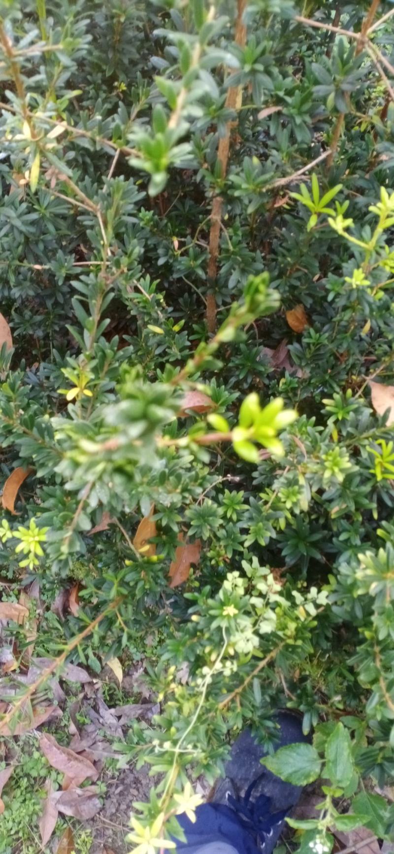 精品小叶罗汉松，造型看好的品种
