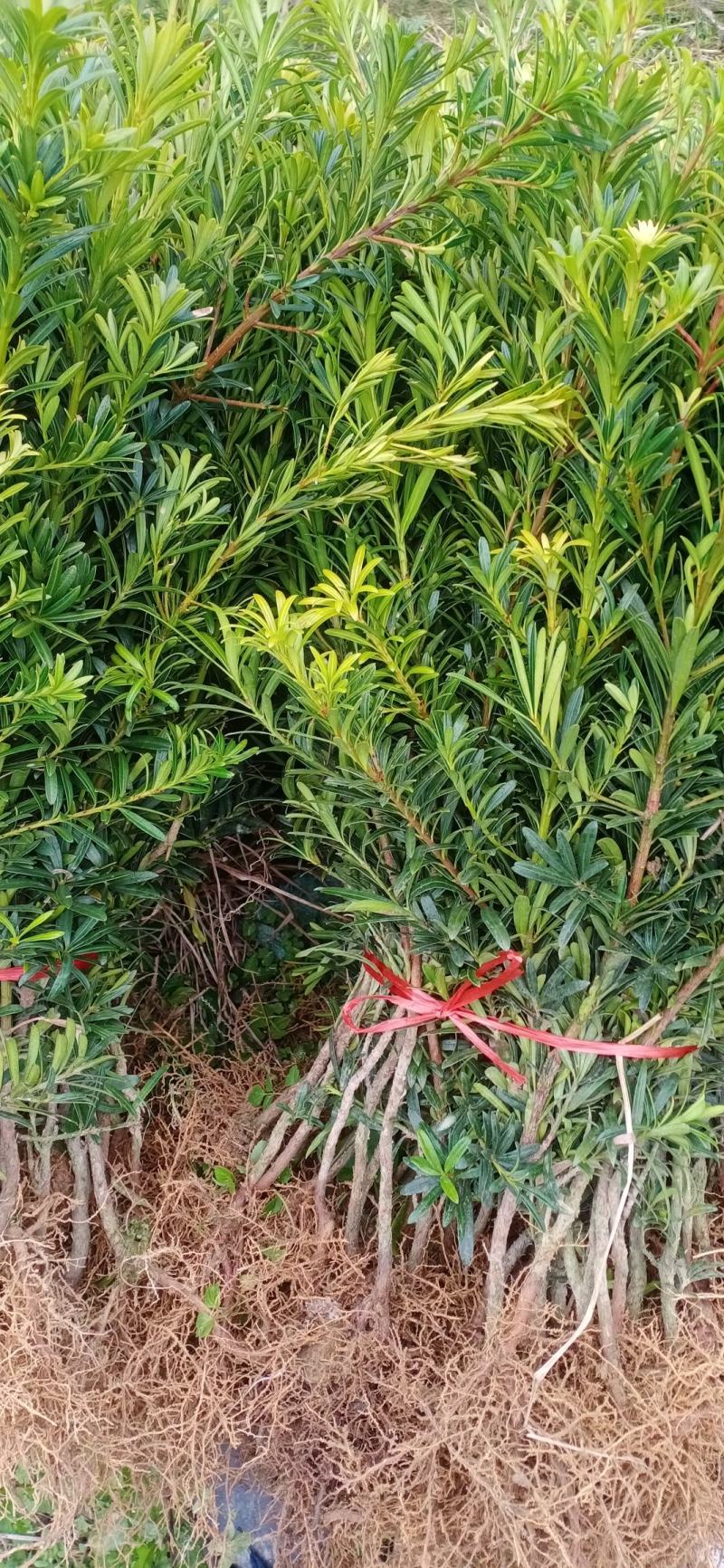 精品小叶罗汉松，造型看好的品种