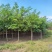 河北保定刺槐8-9-10公分刺槐/白花刺槐货源充足