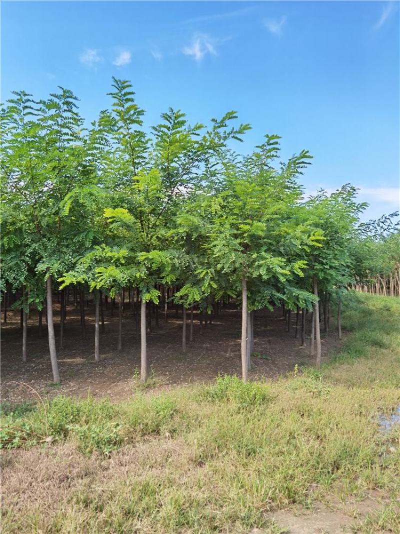 河北保定刺槐8-9-10公分刺槐/白花刺槐货源充足