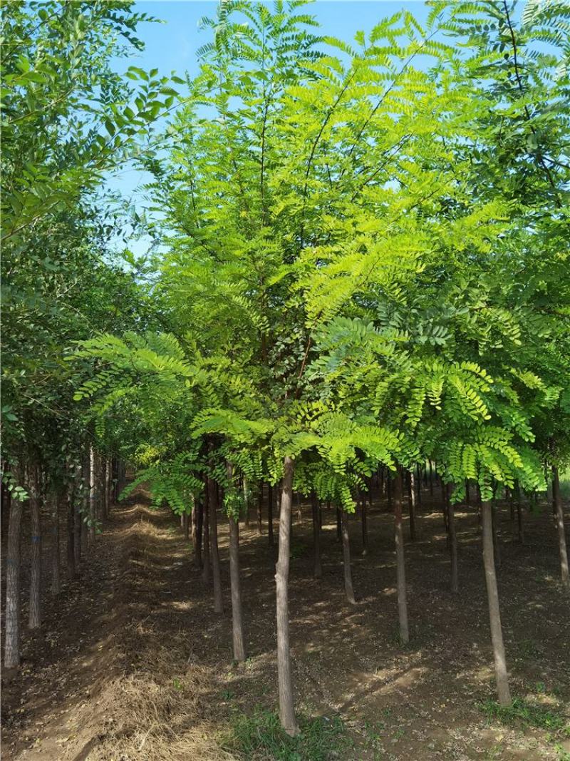 河北保定刺槐8-9-10公分刺槐/白花刺槐货源充足