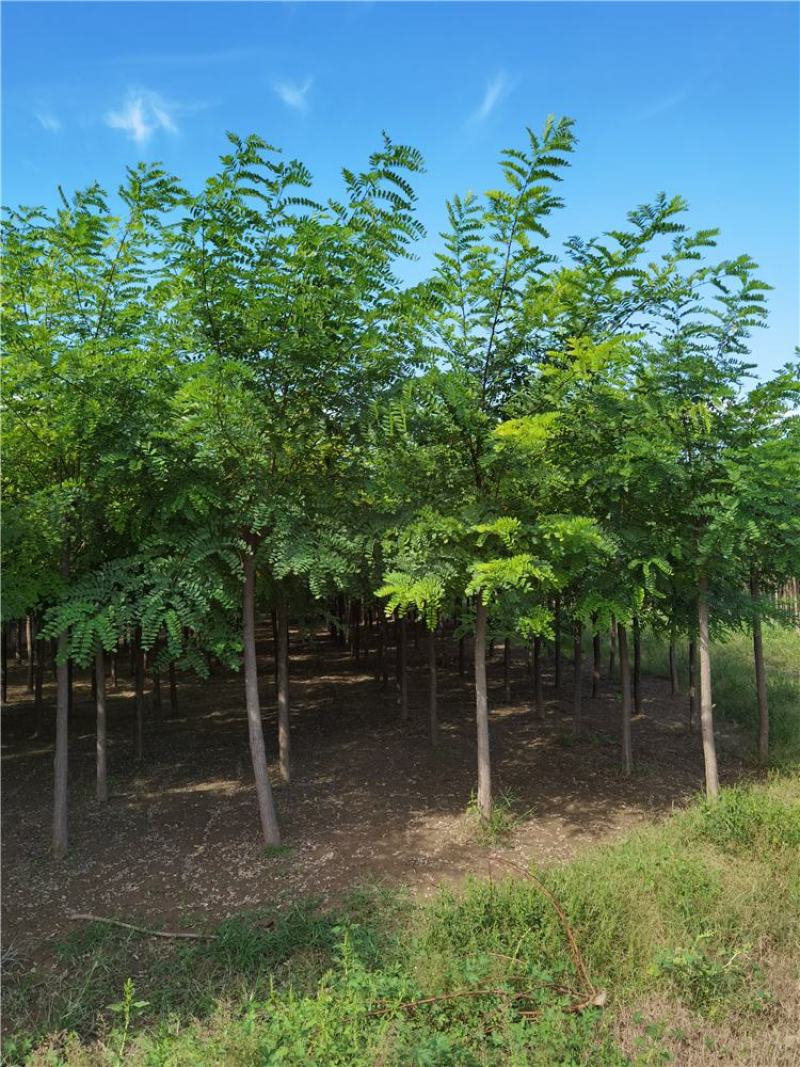 河北保定刺槐8-9-10公分刺槐/白花刺槐货源充足