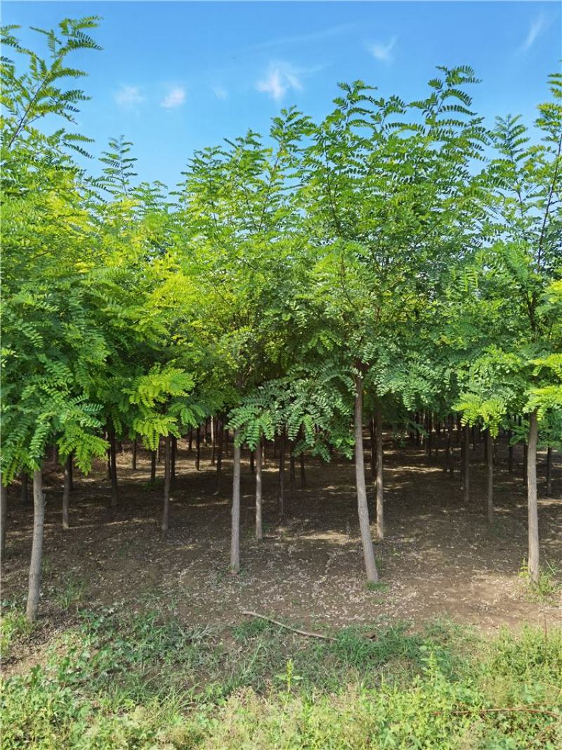 河北保定刺槐8-9-10公分刺槐/白花刺槐货源充足