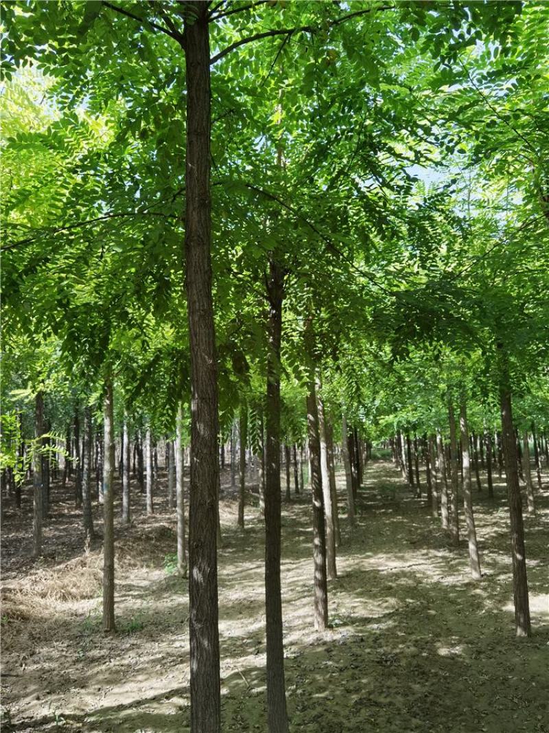 河北保定刺槐8-9-10公分刺槐/白花刺槐货源充足