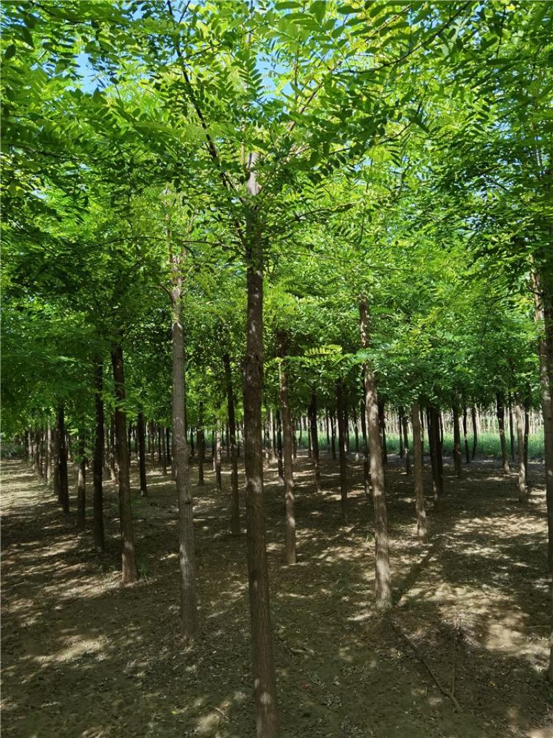 河北保定刺槐8-9-10公分刺槐/白花刺槐货源充足
