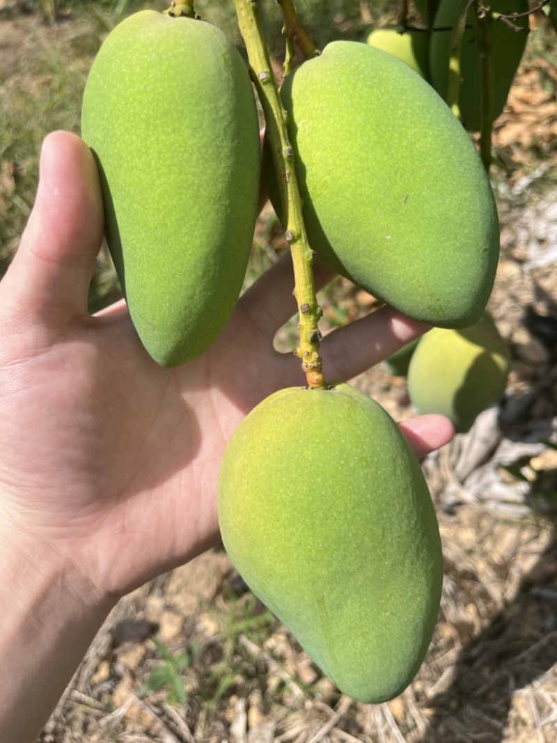 大量收购台农，贵妃芒果