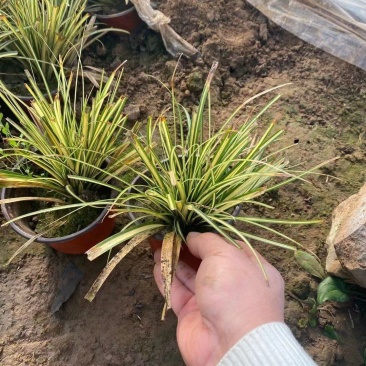 金叶苔草,金叶苔草杯苗,山东金叶苔草