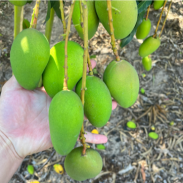 大量收购台农，贵妃芒果
