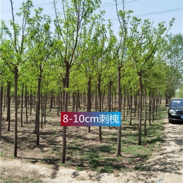 河北保定刺槐8-9-10公分刺槐/白花刺槐货源充足