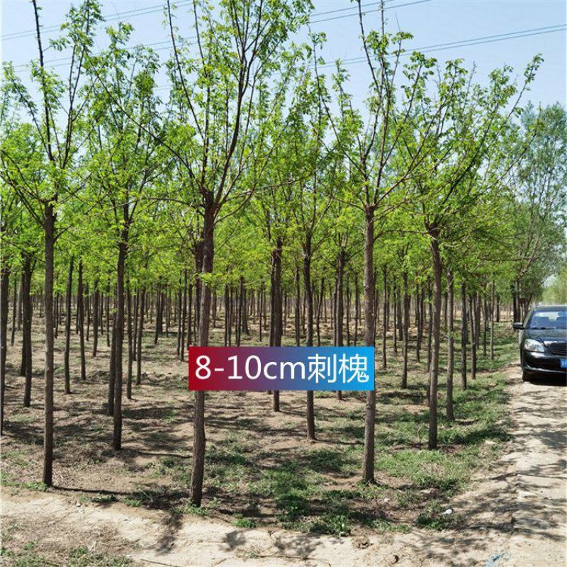 河北保定刺槐8-9-10公分刺槐/白花刺槐货源充足