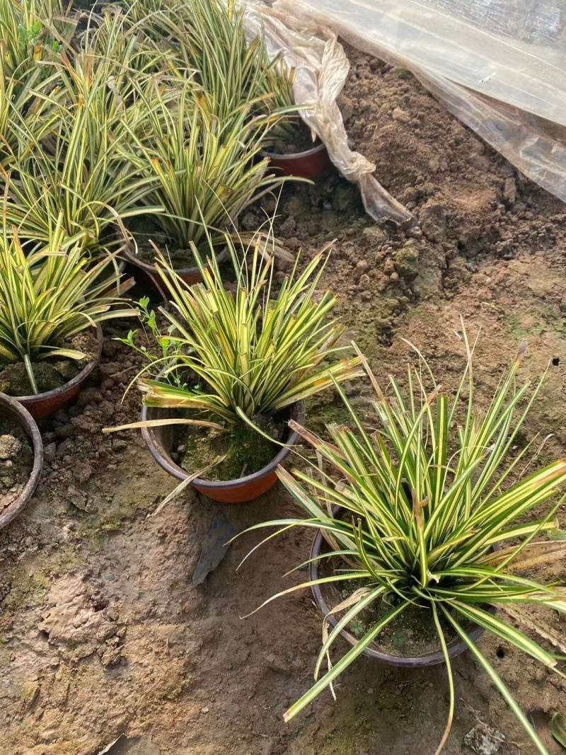 金叶苔草，金叶苔草杯苗，山东金叶苔草