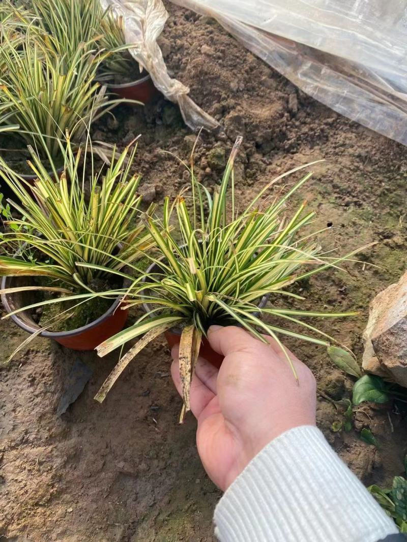 金叶苔草，金叶苔草杯苗，山东金叶苔草