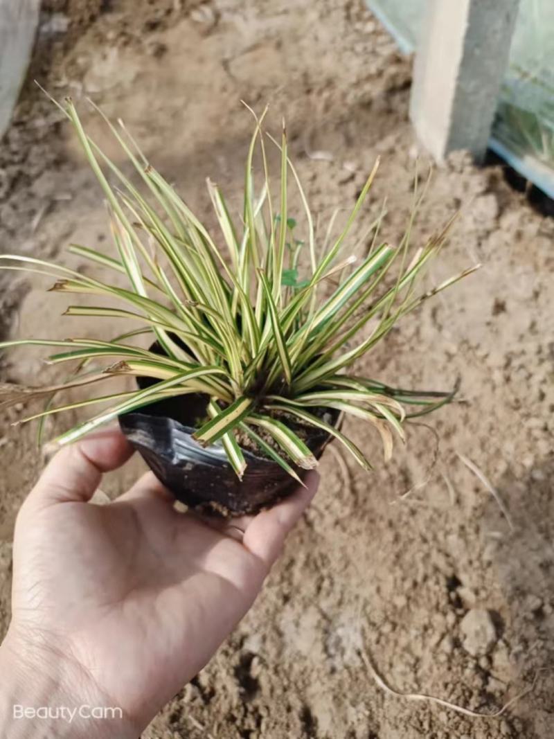 金叶苔草，金叶苔草杯苗，山东金叶苔草