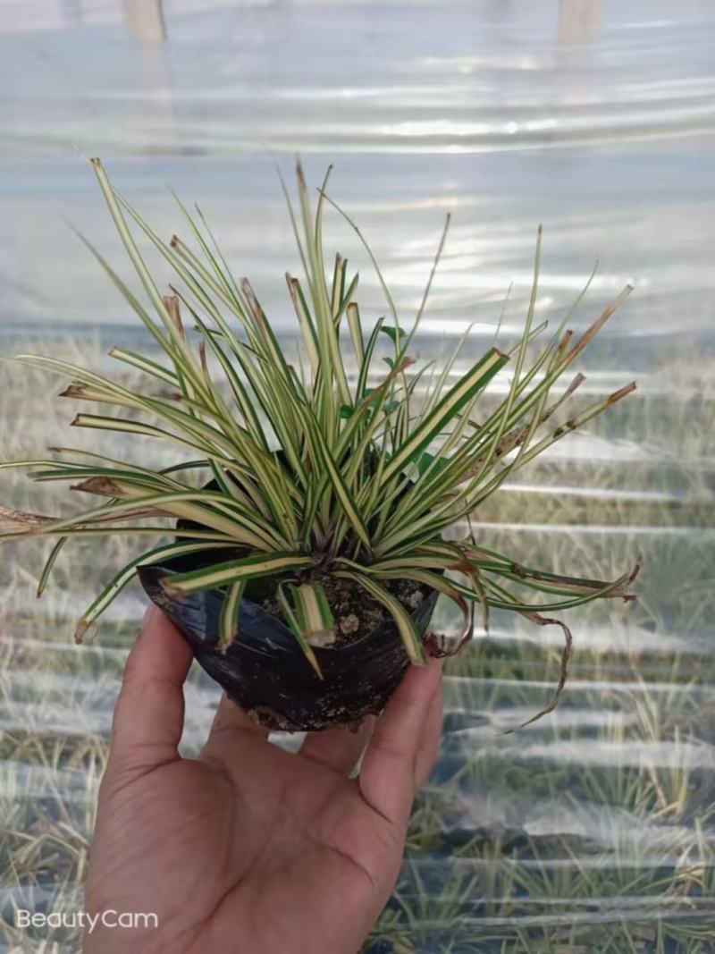 金叶苔草，金叶苔草杯苗，山东金叶苔草