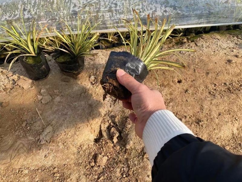 金叶苔草，金叶苔草杯苗，山东金叶苔草