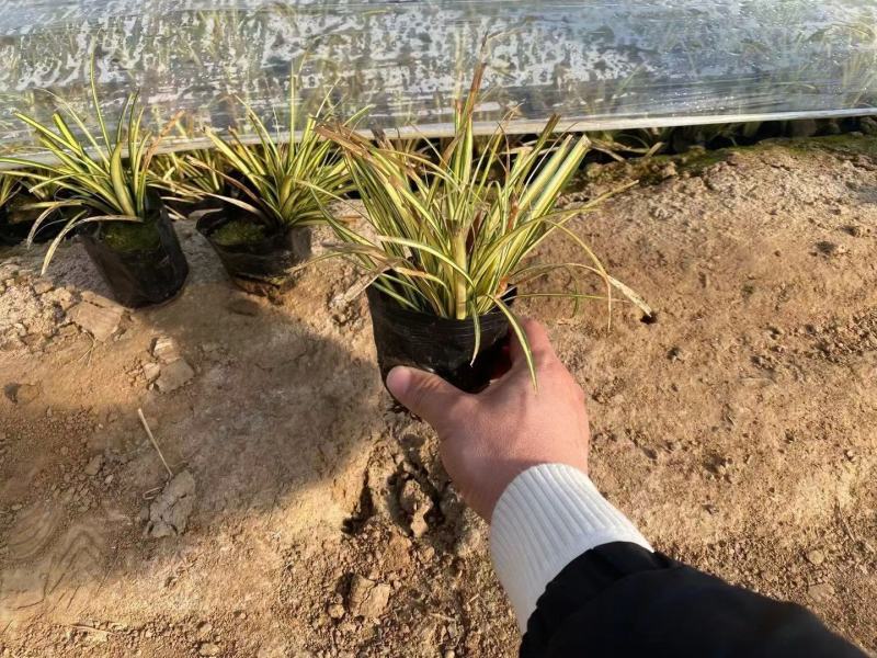 金叶苔草，金叶苔草杯苗，山东金叶苔草
