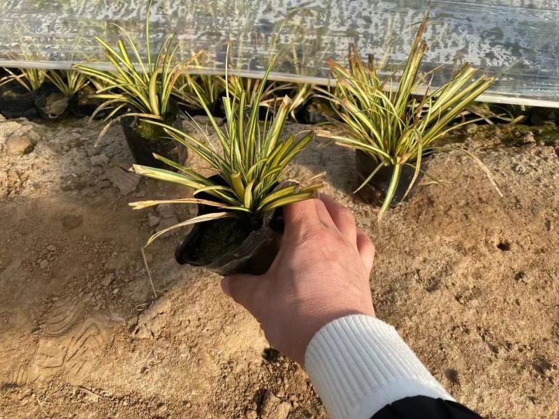 金叶苔草，金叶苔草杯苗，山东金叶苔草