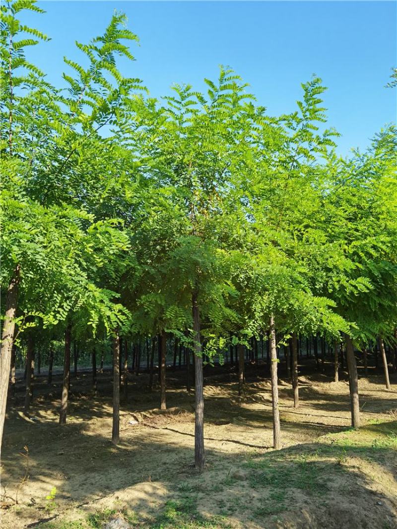 河北刺槐10-11-12公分刺槐联体经营量大优惠