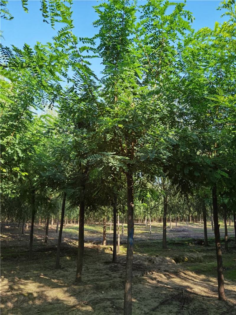 河北刺槐10-11-12公分刺槐联体经营量大优惠