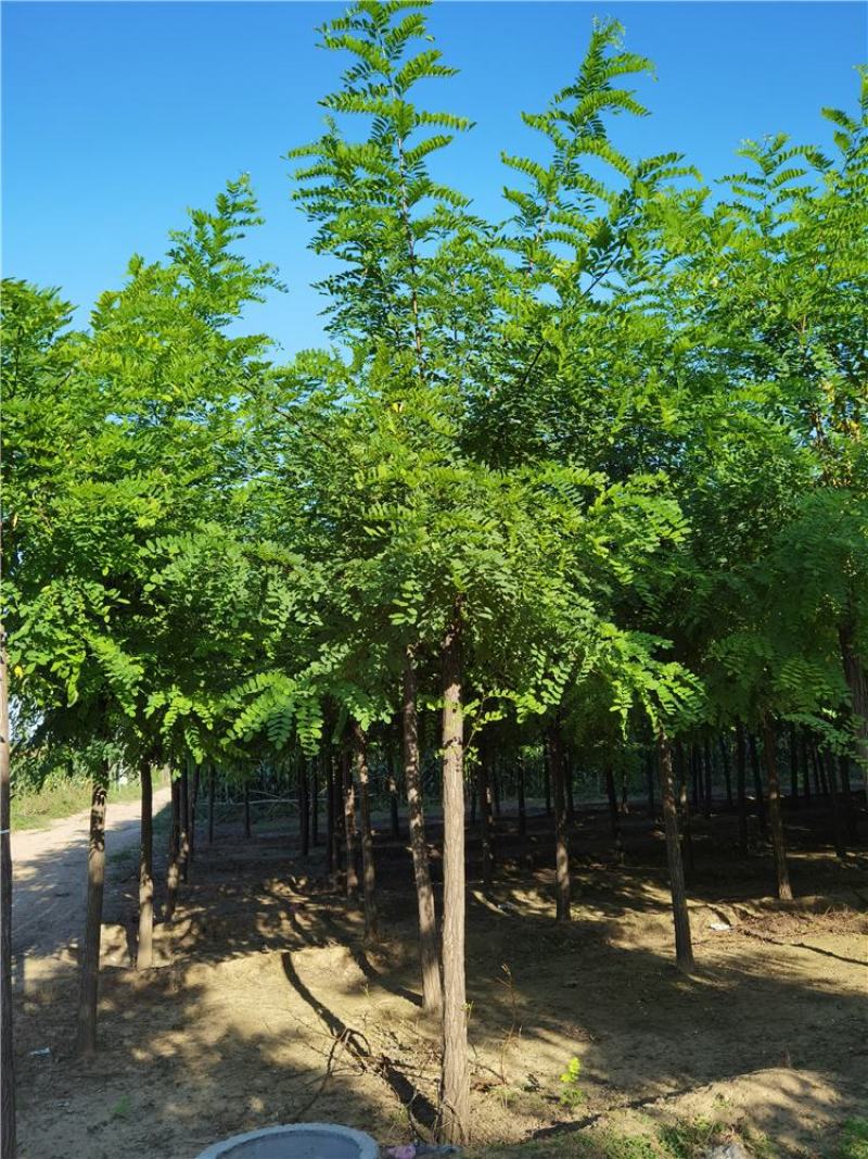 河北刺槐10-11-12公分刺槐联体经营量大优惠