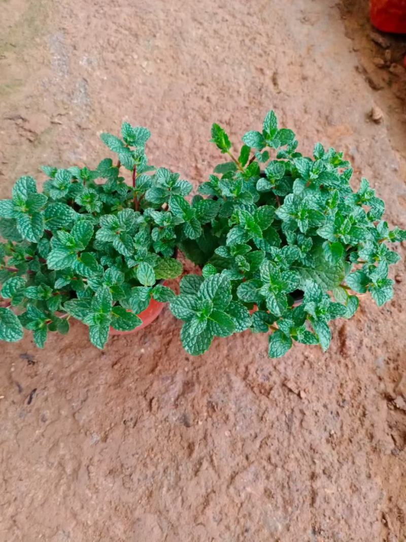 薄荷，盆花薄荷，山东薄荷，薄荷基地，绿化薄荷，薄荷苗