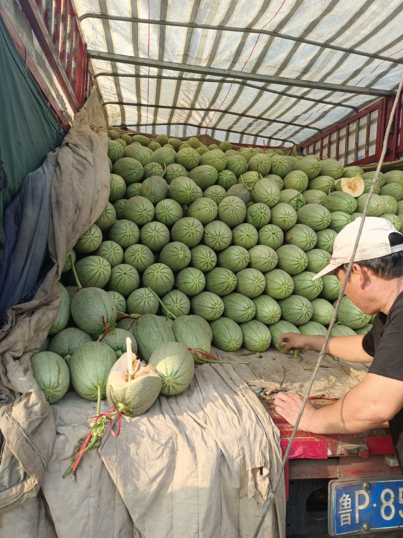 精品晓蜜25哈密瓜，产地直供，大量上市，专业代办，