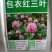 三叶草红花白花三叶车轴草种籽观赏绿化蜜源花卉饲用牧草固土