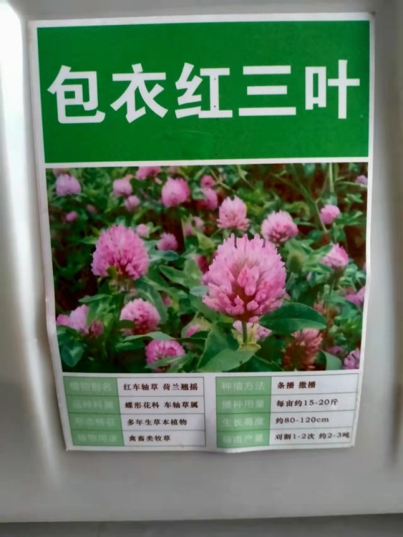三叶草红花白花三叶车轴草种籽观赏绿化蜜源花卉饲用牧草固土