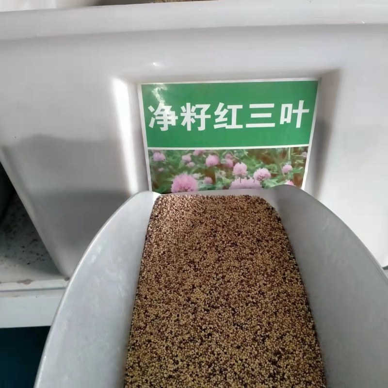 三叶草红花白花三叶车轴草种籽观赏绿化蜜源花卉饲用牧草固土