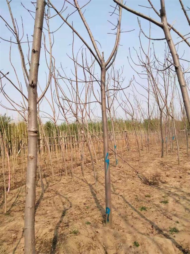 河北火炬树4-5-6公分火炬树一站式采购成活率高