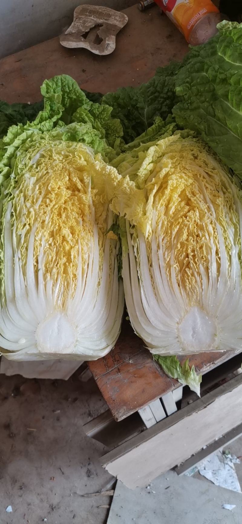 精品黄心大白菜大量上市～产地一手货源一次合作终身朋友