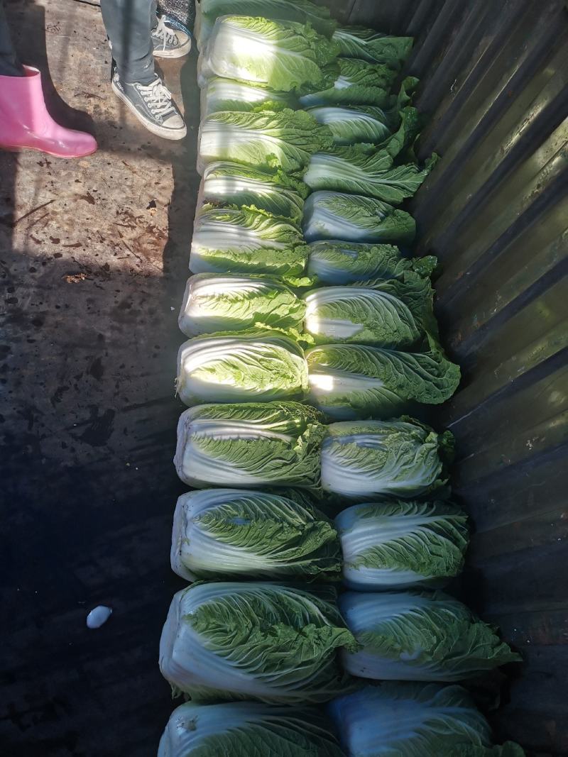精品黄心大白菜大量上市～产地一手货源一次合作终身朋友