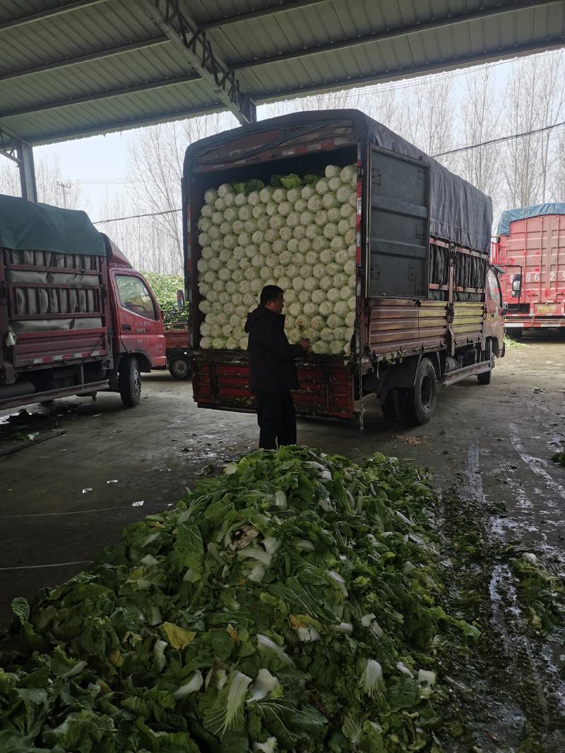精品黄心大白菜大量上市～产地一手货源一次合作终身朋友