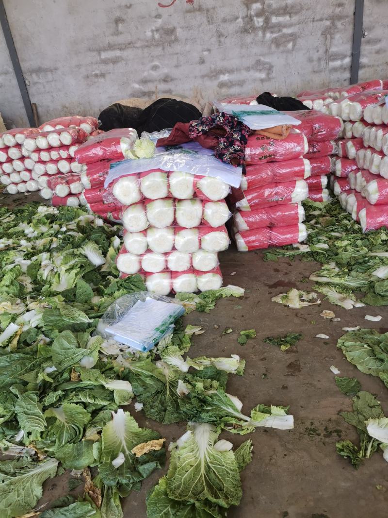 精品黄心大白菜大量上市～产地一手货源一次合作终身朋友